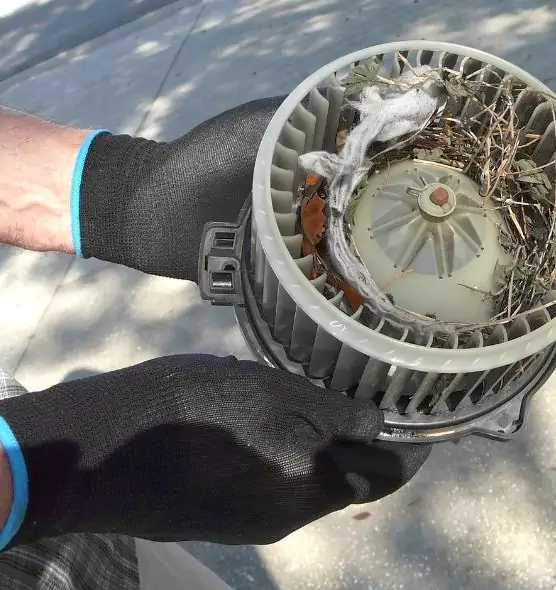 About Air Duct Mice Removal in Bloomingdale, FL